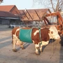 Платнище за повдигане на крави - 1000кг.